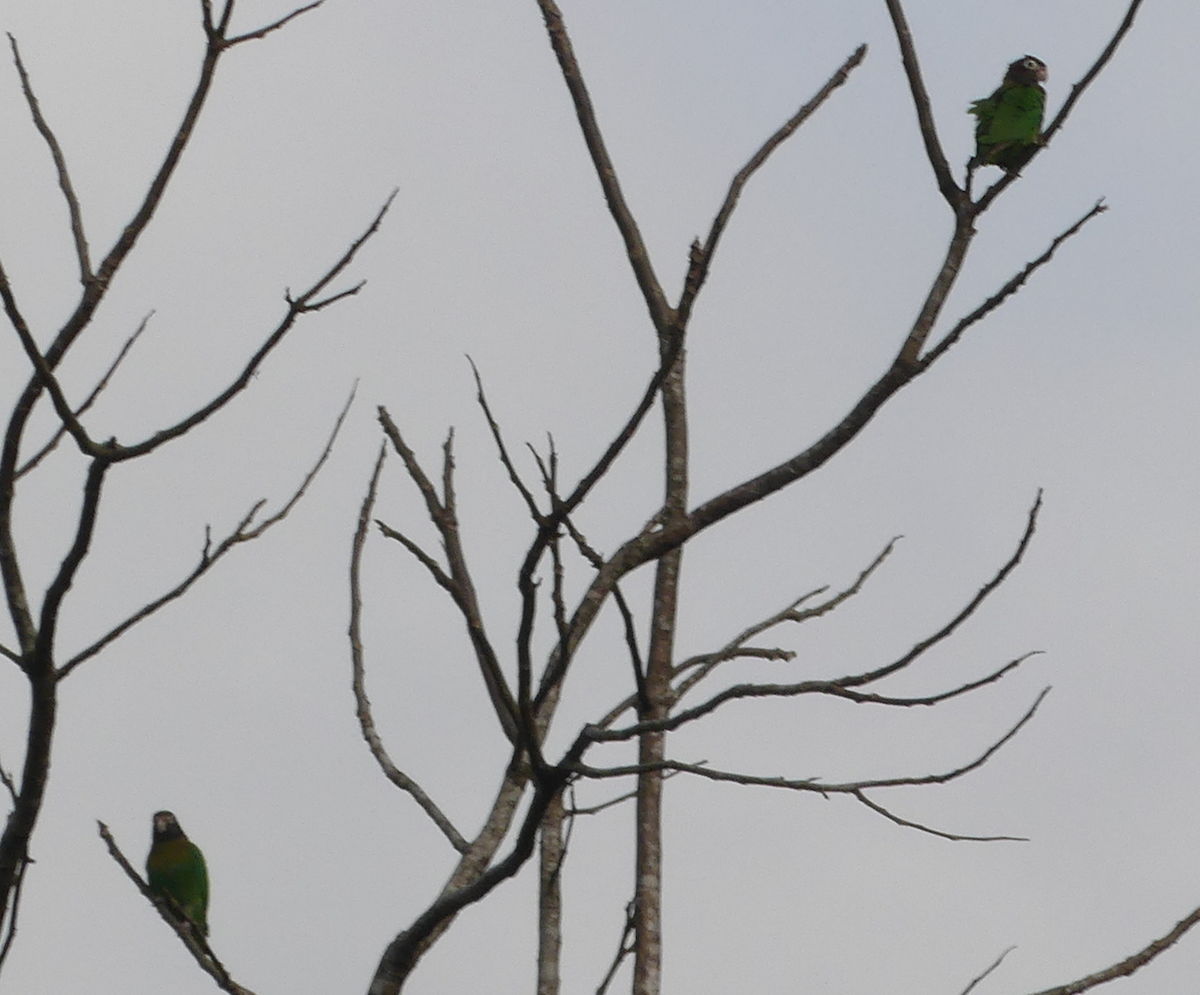 Brown-hooded Parrot - Jeff Victor