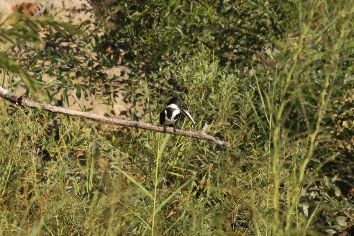 Martin-pêcheur d'Amazonie - ML547401211