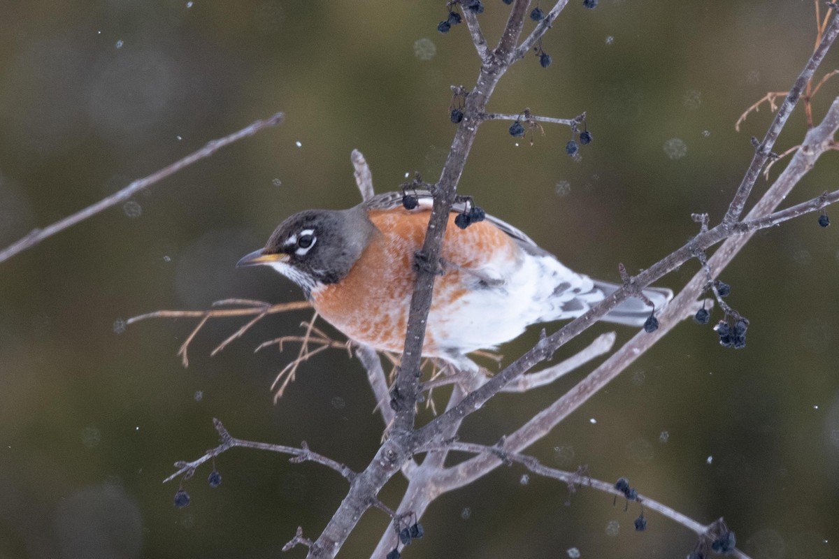 American Robin - Luc Girard