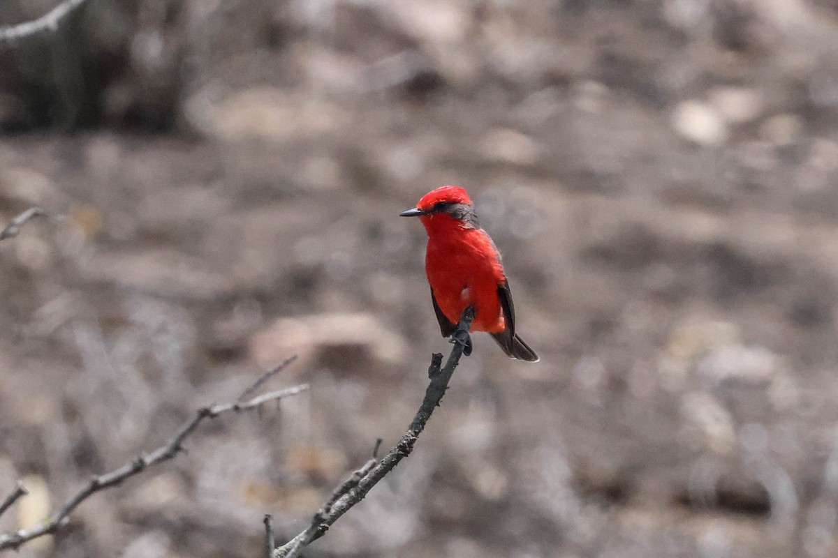 Vermilion Flycatcher - ML547402101