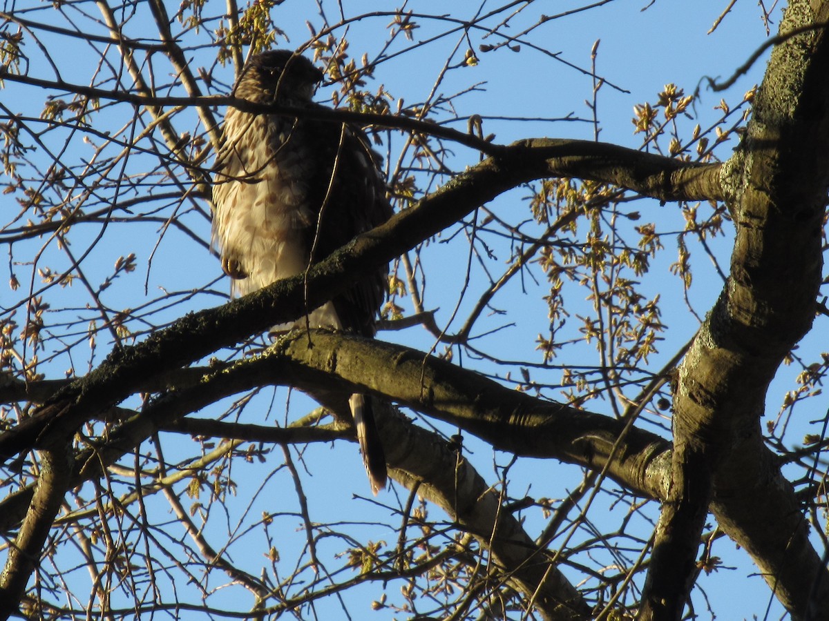 Cooper's Hawk - ML547403521