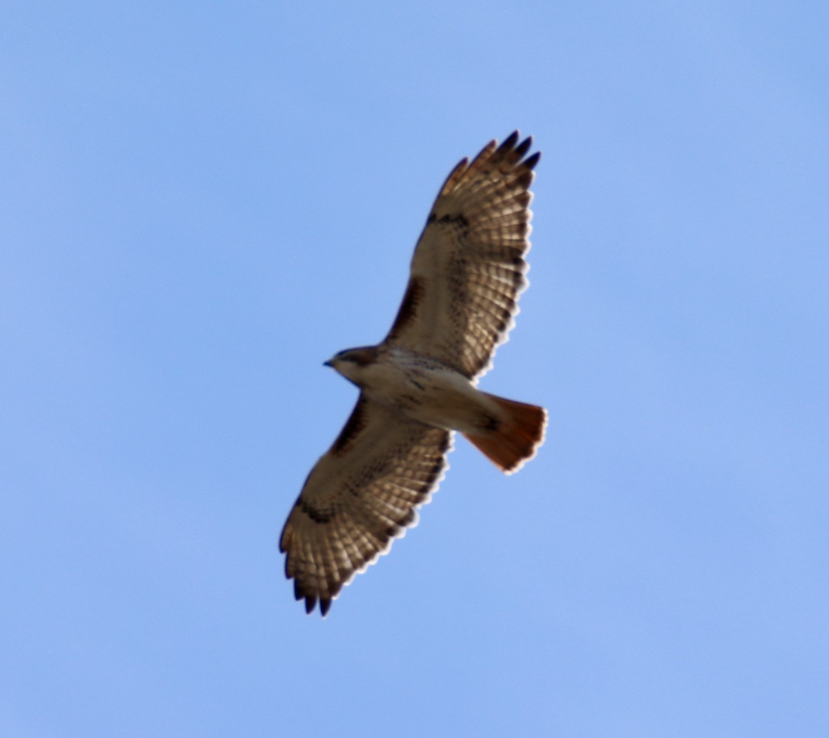 Red-tailed Hawk - ML547403561