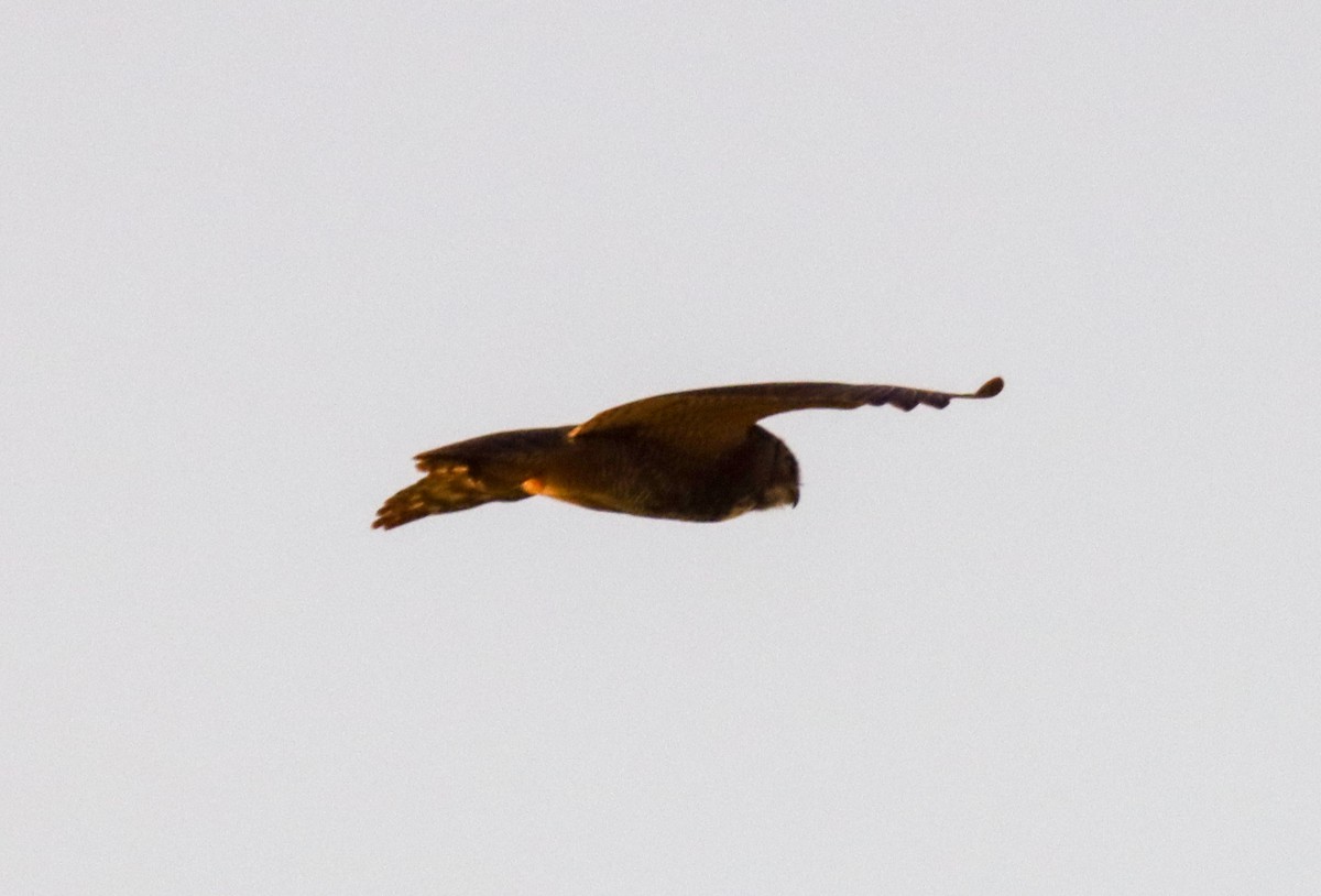 Great Horned Owl - Daphne Asbell