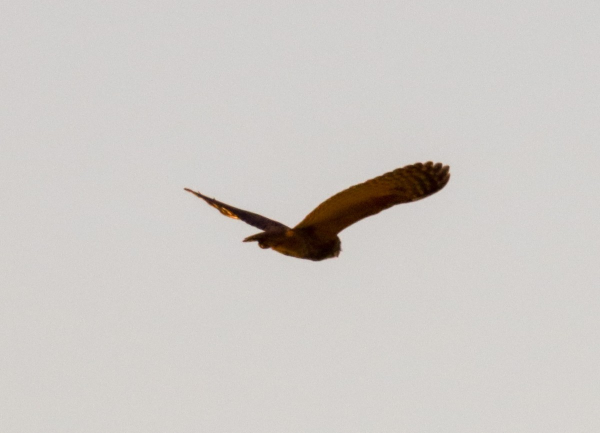 Great Horned Owl - Daphne Asbell