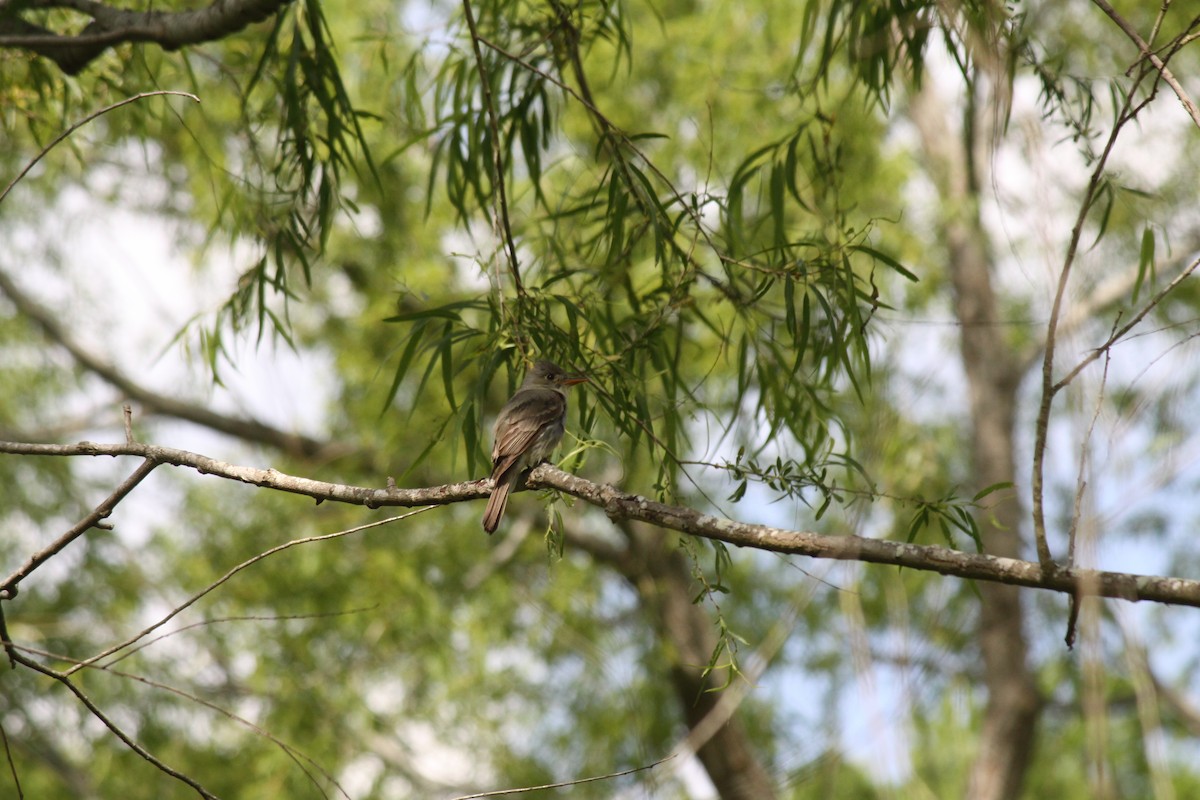 Greater Pewee - ML547404001