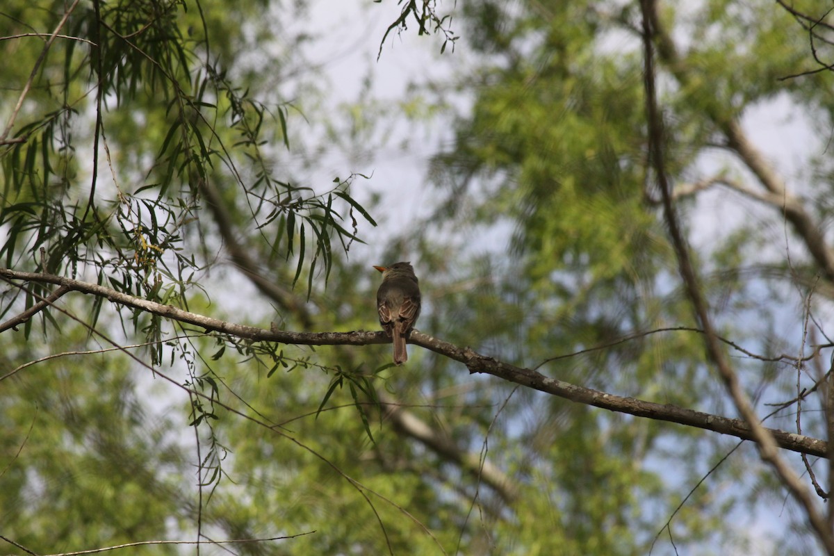 Greater Pewee - ML547404011