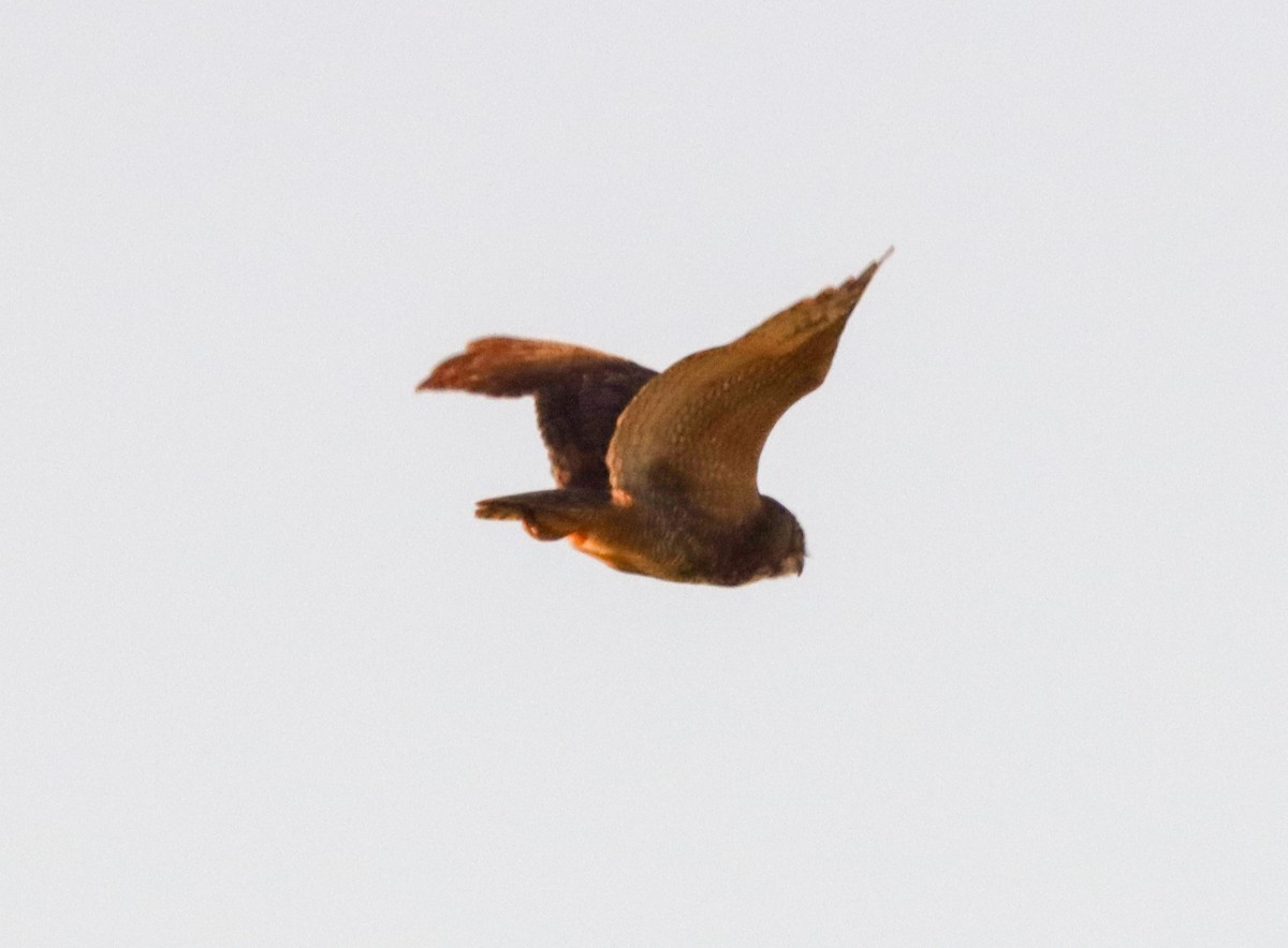 Great Horned Owl - ML547404081