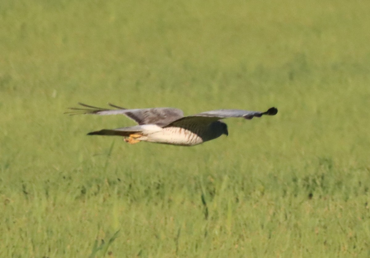 Northern Harrier - Daphne Asbell