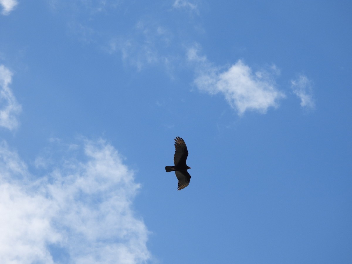 Turkey Vulture - ML547404421