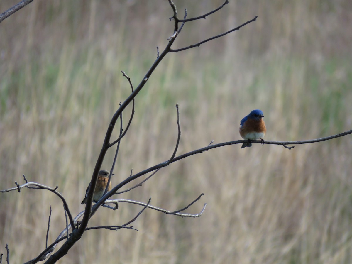 Eastern Bluebird - Robert Sams