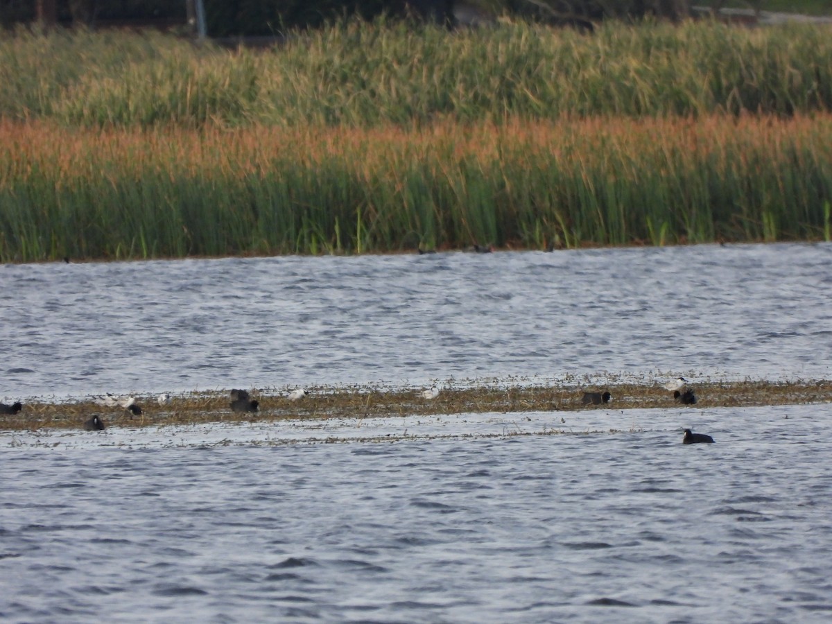 Whiskered Tern - ML547405171