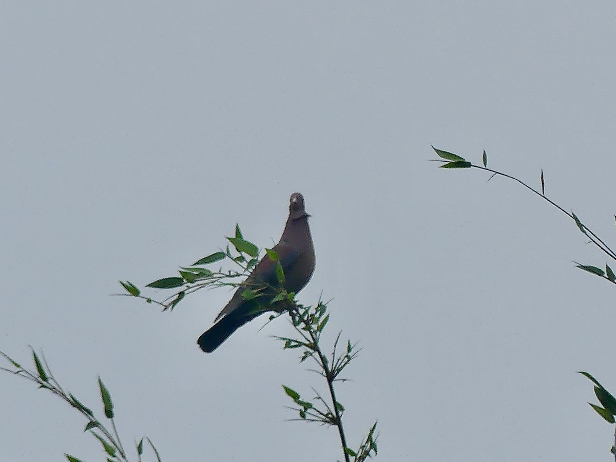 Pigeon à bec rouge - ML547405721