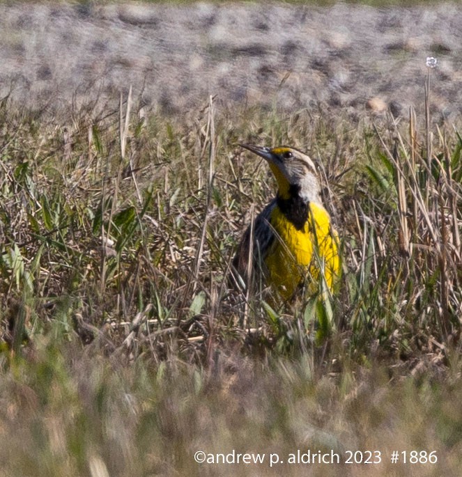 Eastern Meadowlark - ML547405861