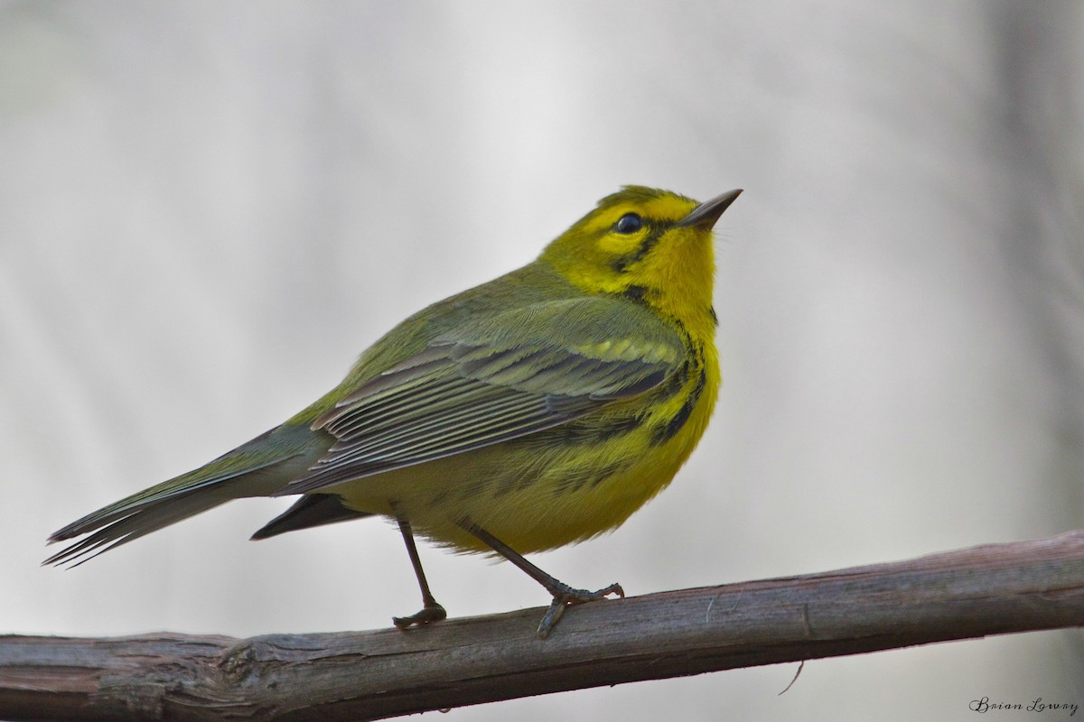 Prairie Warbler - Brian Lowry