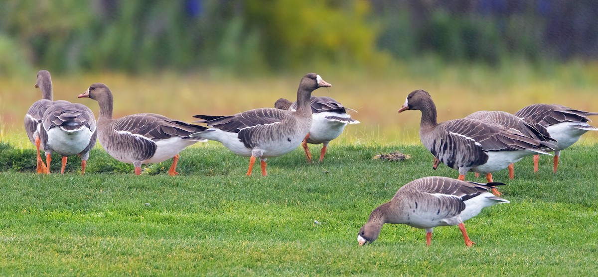 Greater White-fronted Goose - ML547408161