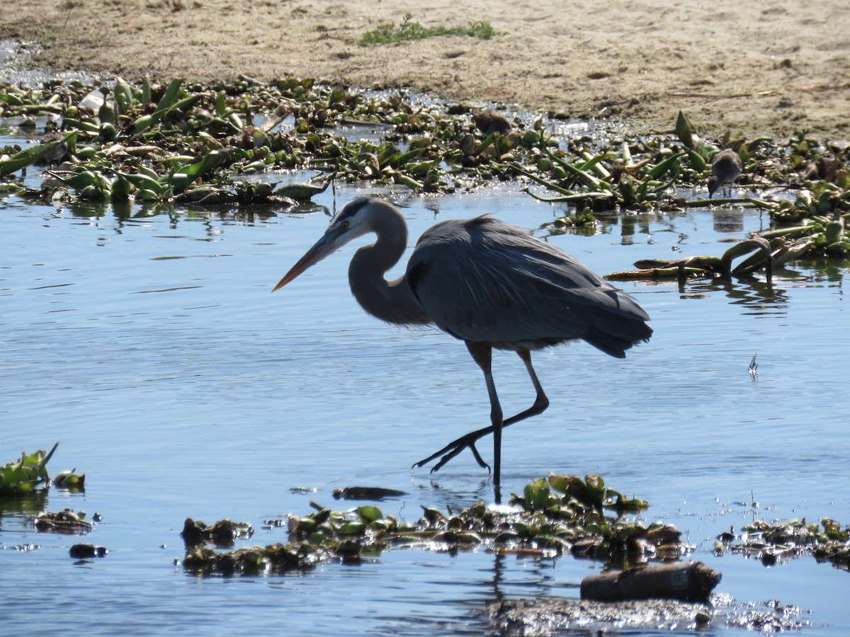 Garza Azulada - ML547408511