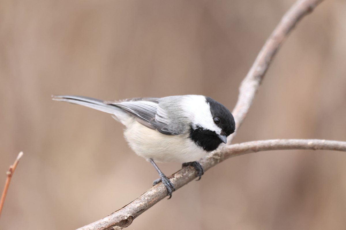 Black-capped Chickadee - ML547408801