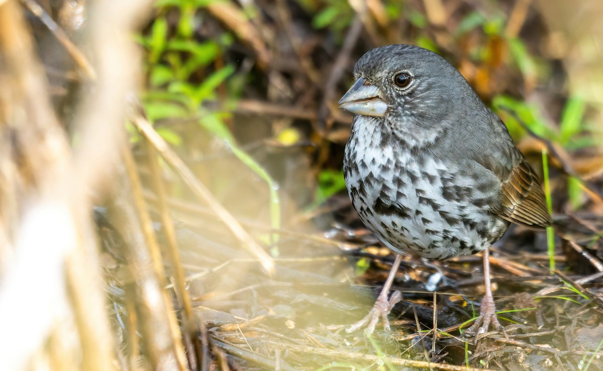 Fox Sparrow (Thick-billed) - ML547409141