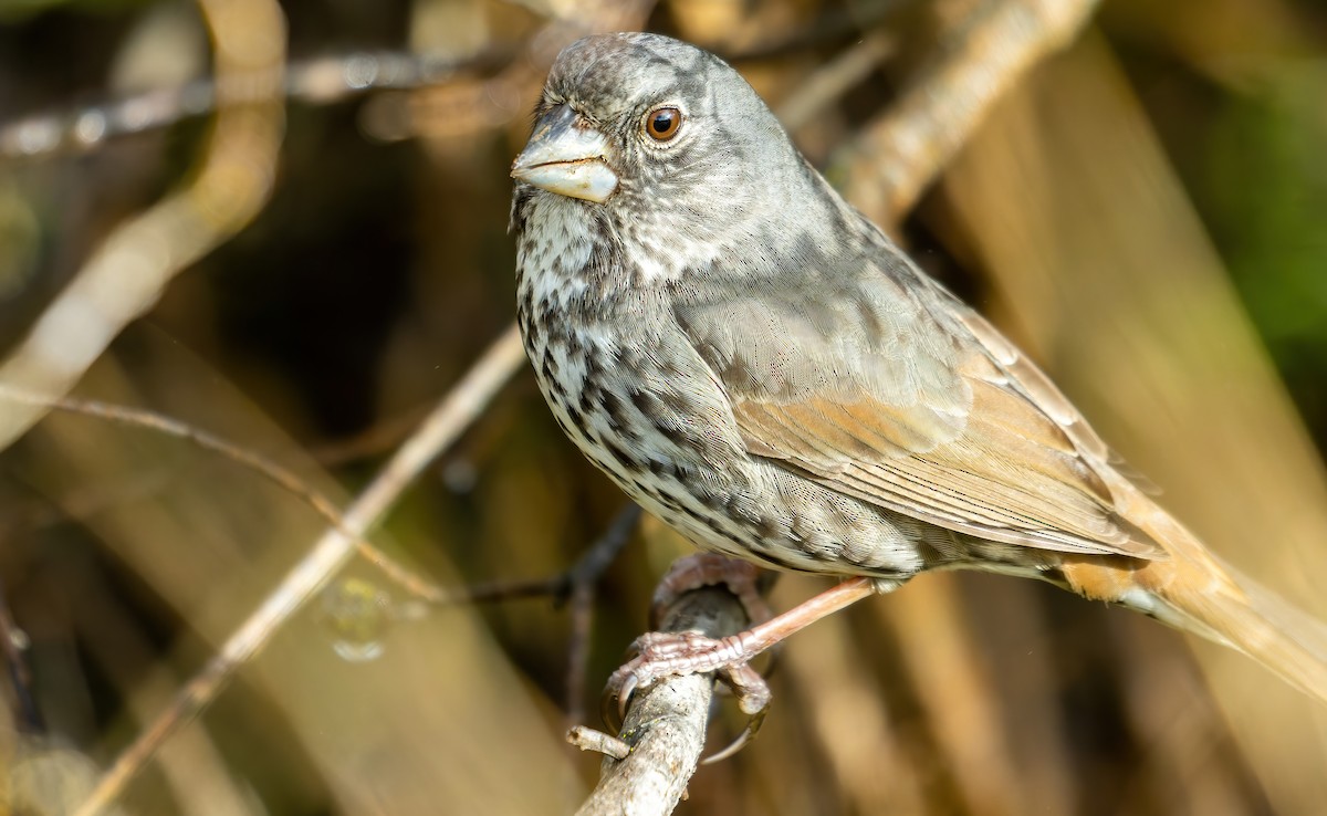 Fox Sparrow (Thick-billed) - ML547409191