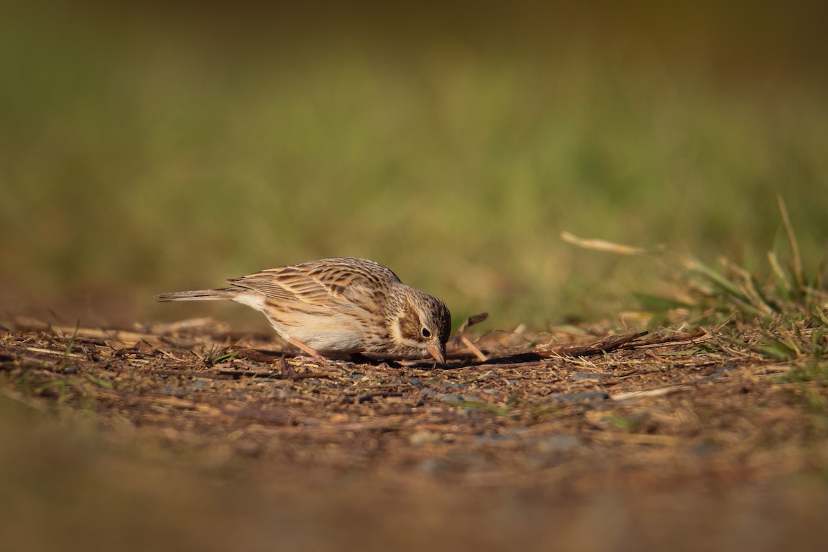 Vesper Sparrow - ML547410281