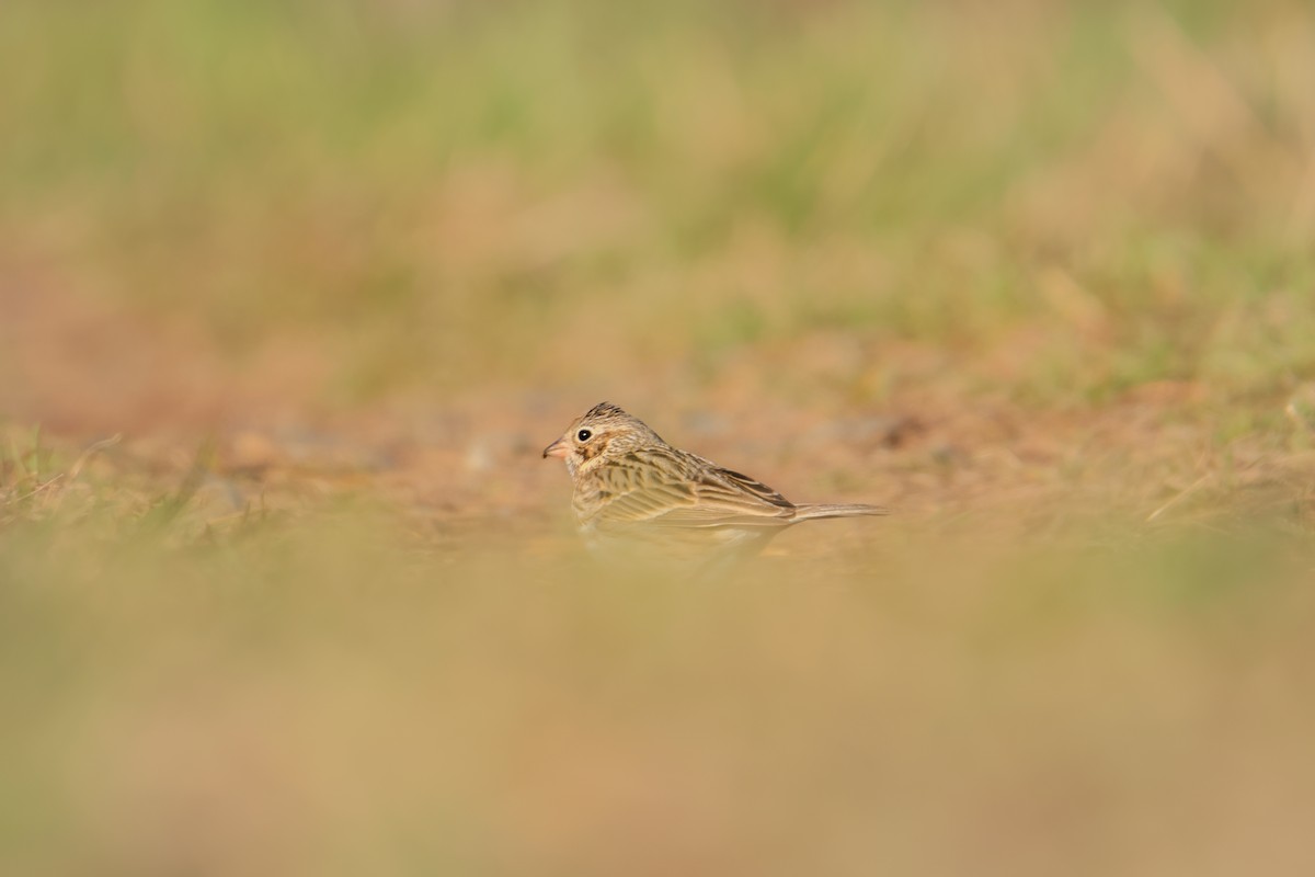 Vesper Sparrow - ML547410291