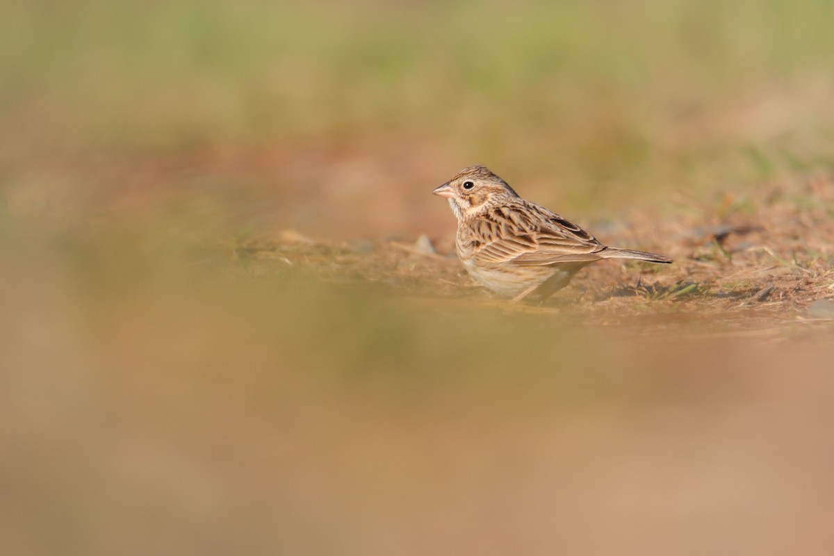 Vesper Sparrow - Jake Hillygus