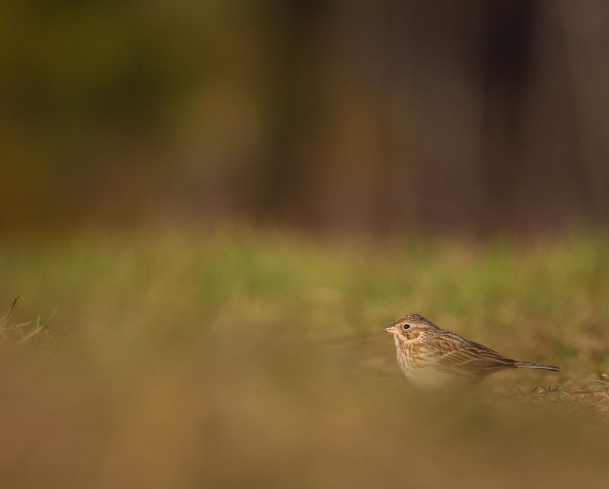 Vesper Sparrow - ML547410311