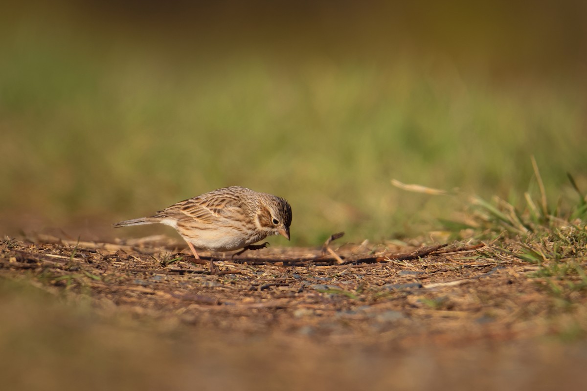 Vesper Sparrow - ML547410321