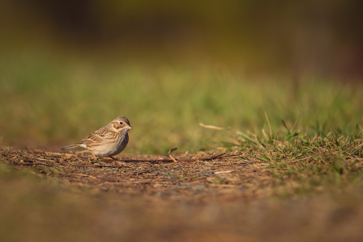 Vesper Sparrow - ML547410351