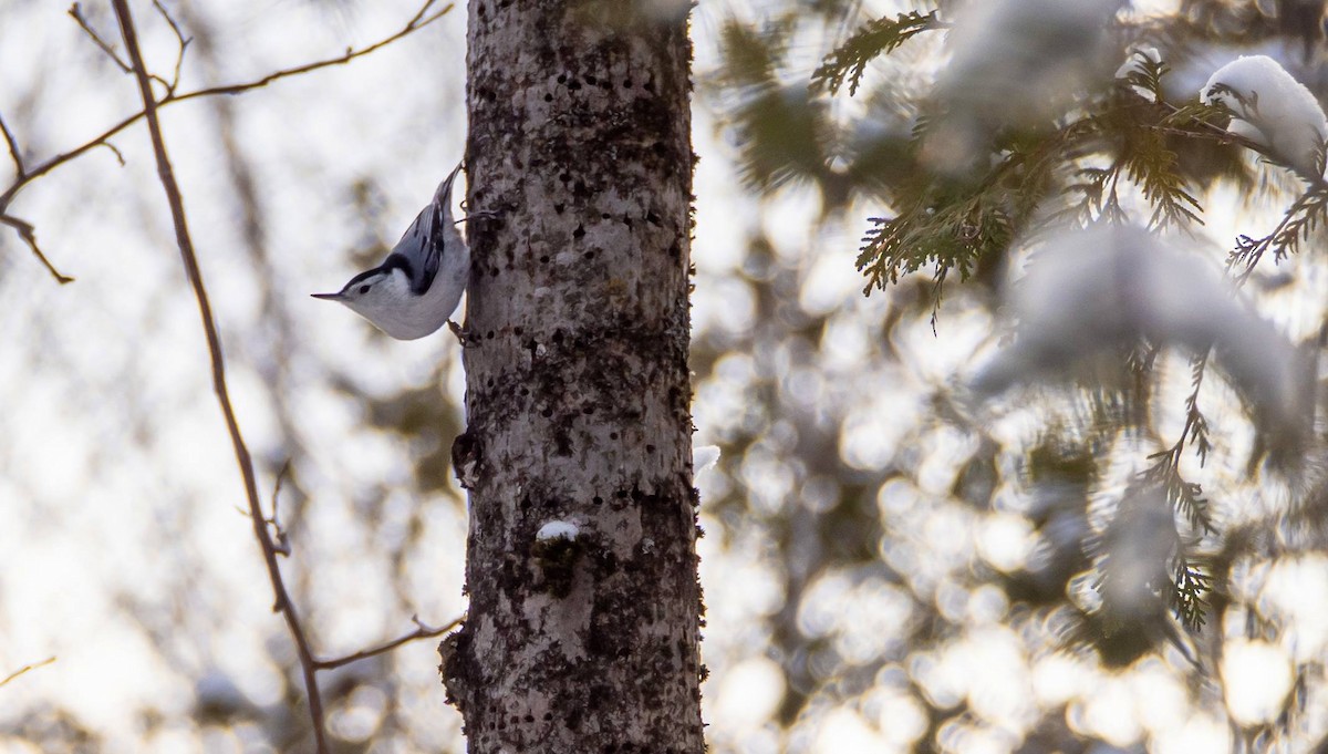 White-breasted Nuthatch - ML547410471