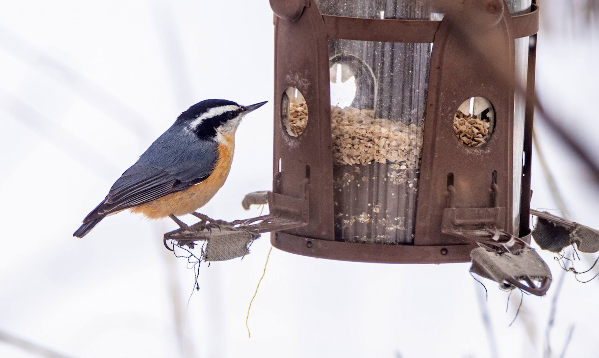 Red-breasted Nuthatch - ML547410751