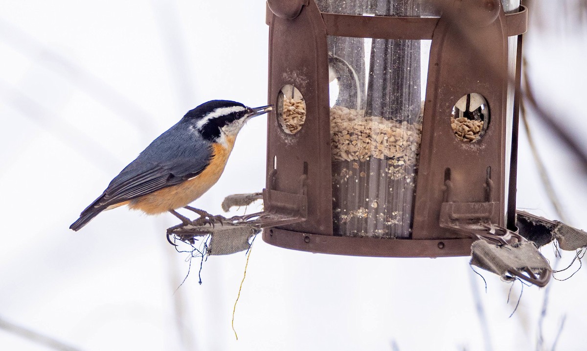 Red-breasted Nuthatch - ML547410761