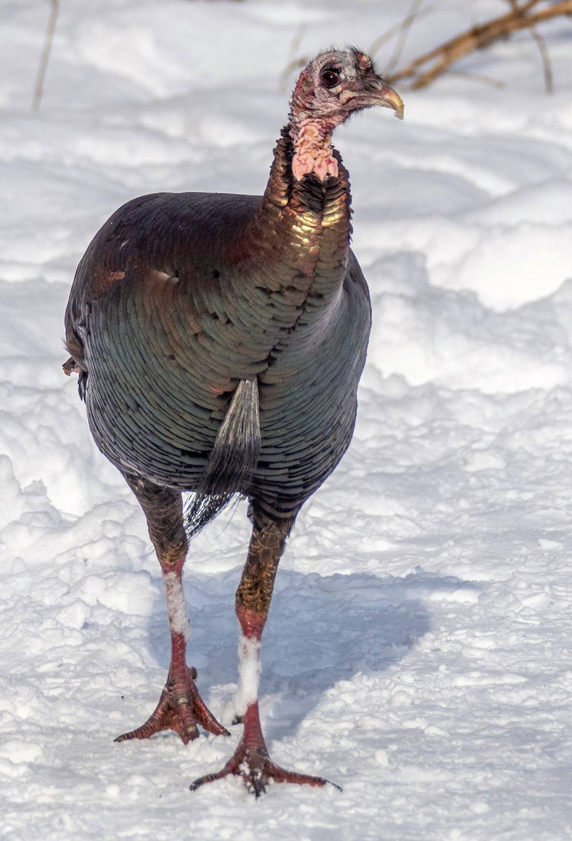 Wild Turkey - ML547411131