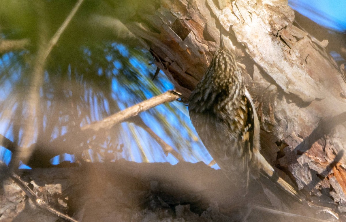 Brown Creeper - Matt M.