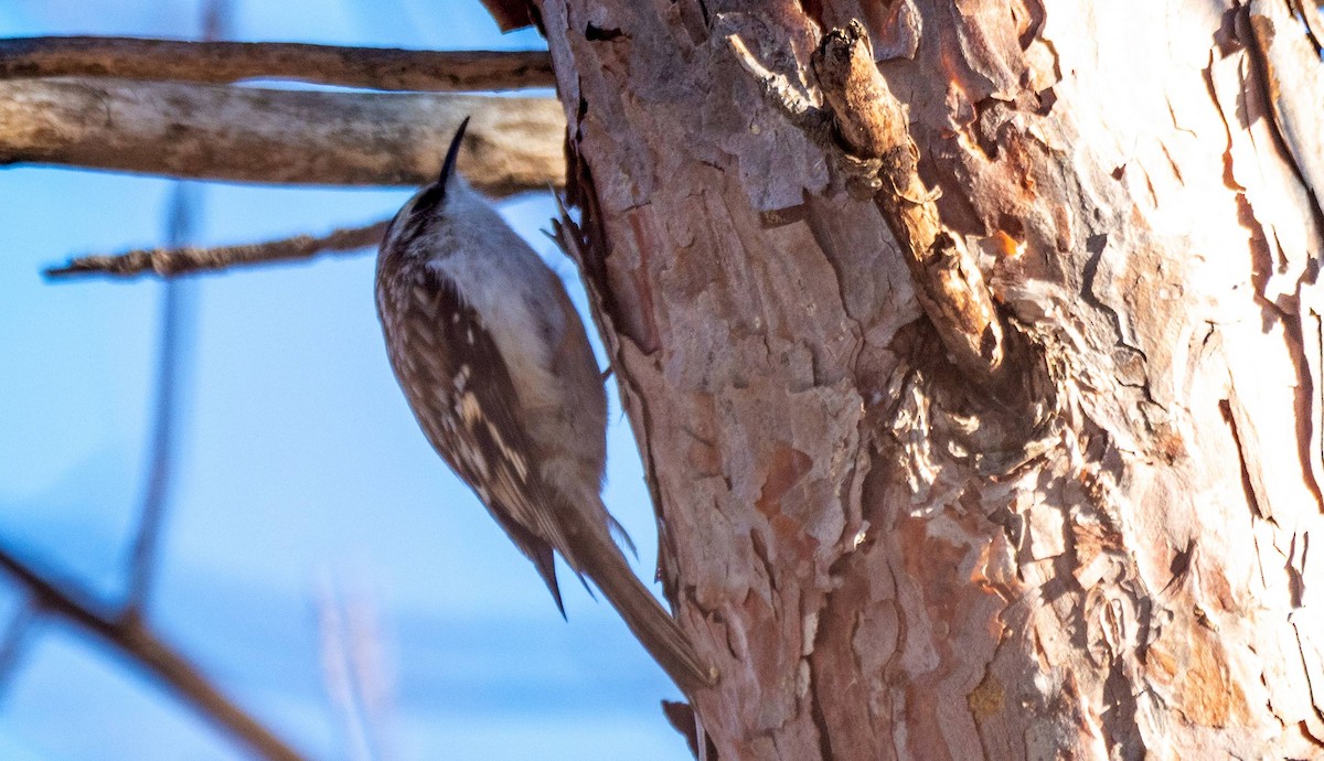 Brown Creeper - ML547412331