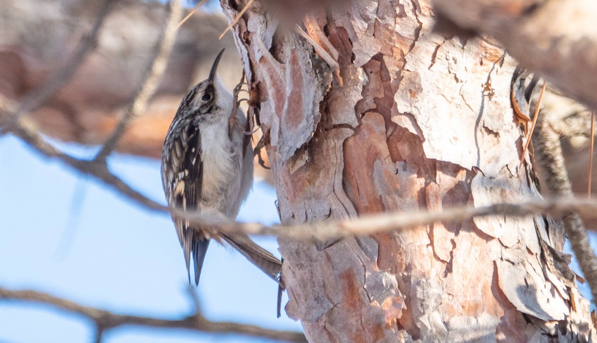 Brown Creeper - Matt M.