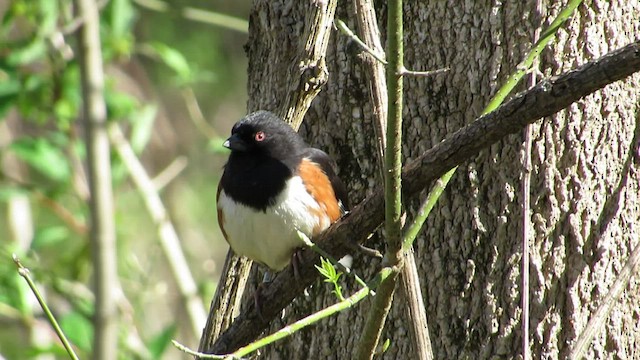 Eastern Towhee - ML547412591