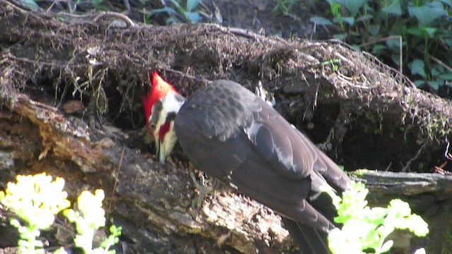 Pileated Woodpecker - ML547412651