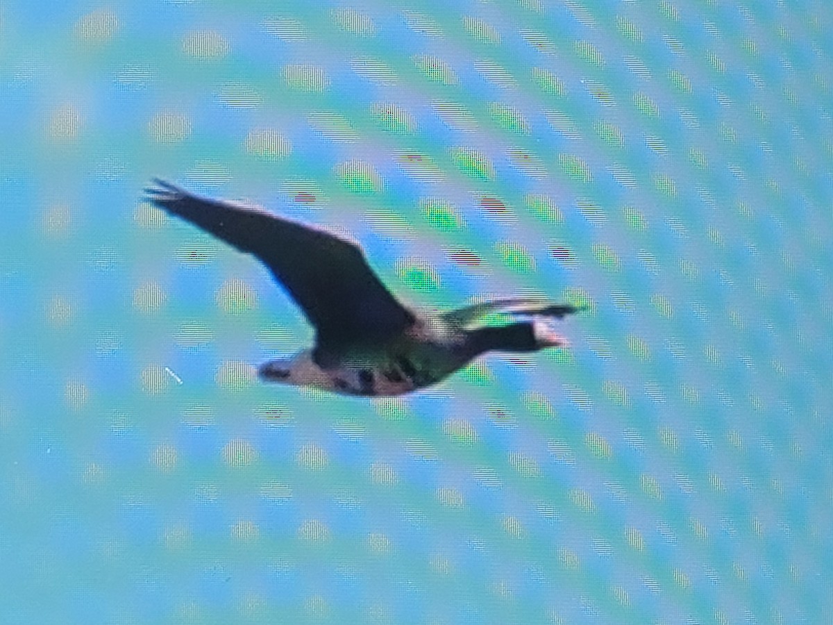 Greater White-fronted Goose - ML547413151