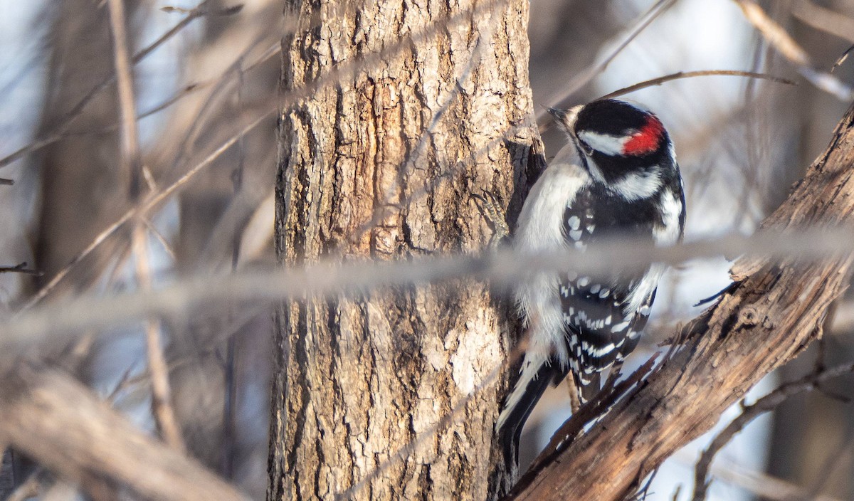 Downy Woodpecker - ML547413221