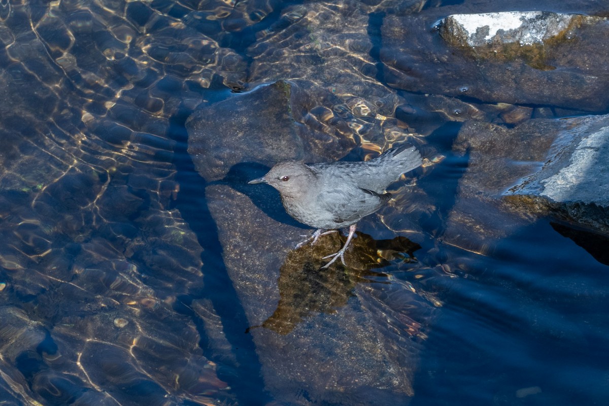 American Dipper - Anne Spiers