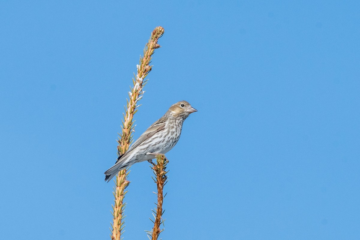 Cassin's Finch - ML547414281