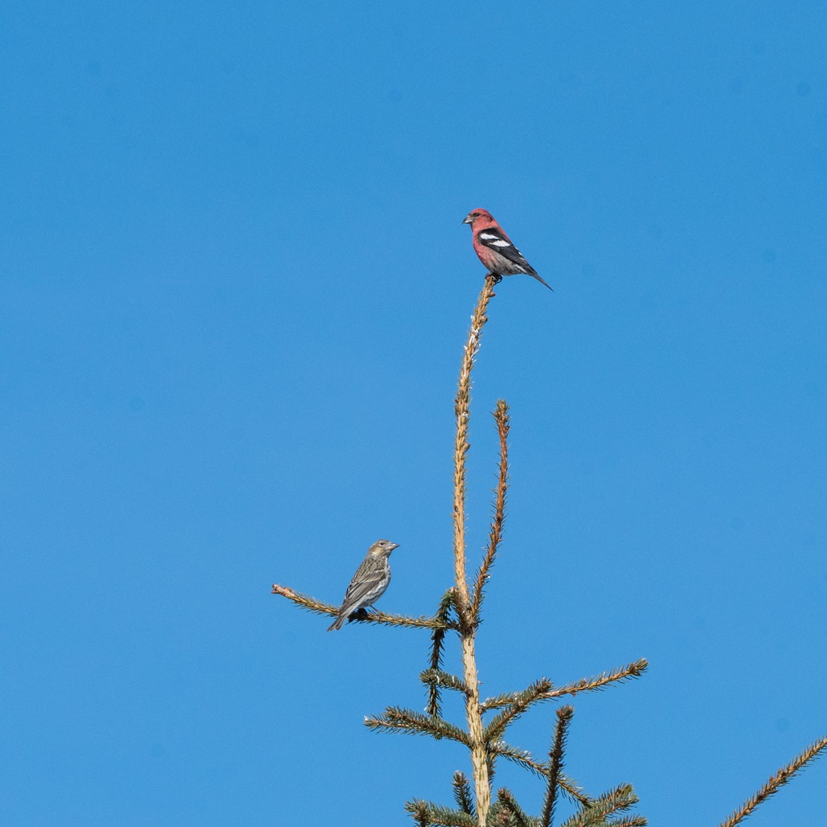 Cassin's Finch - Anne Spiers