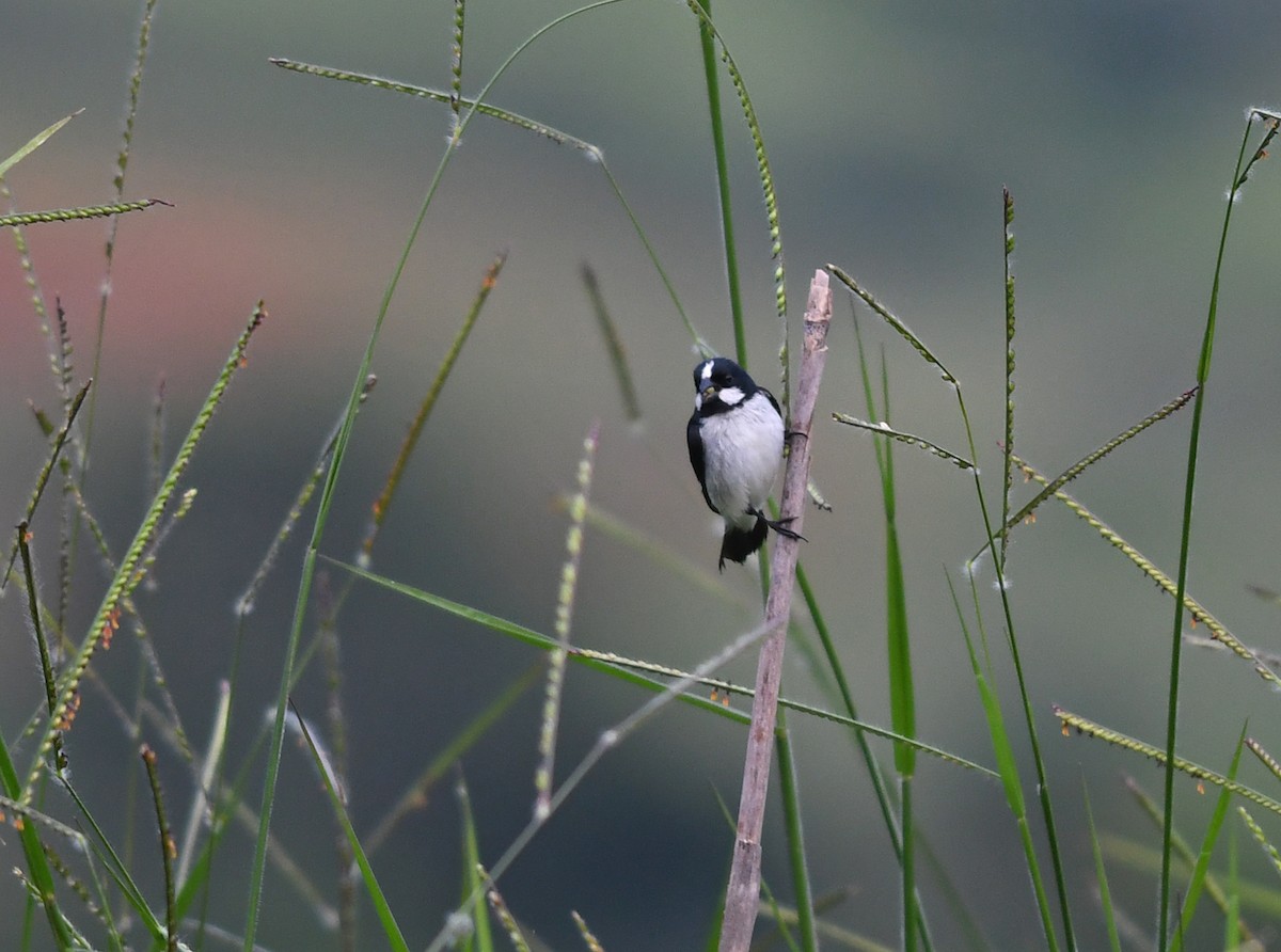 Lined Seedeater - ML547414531