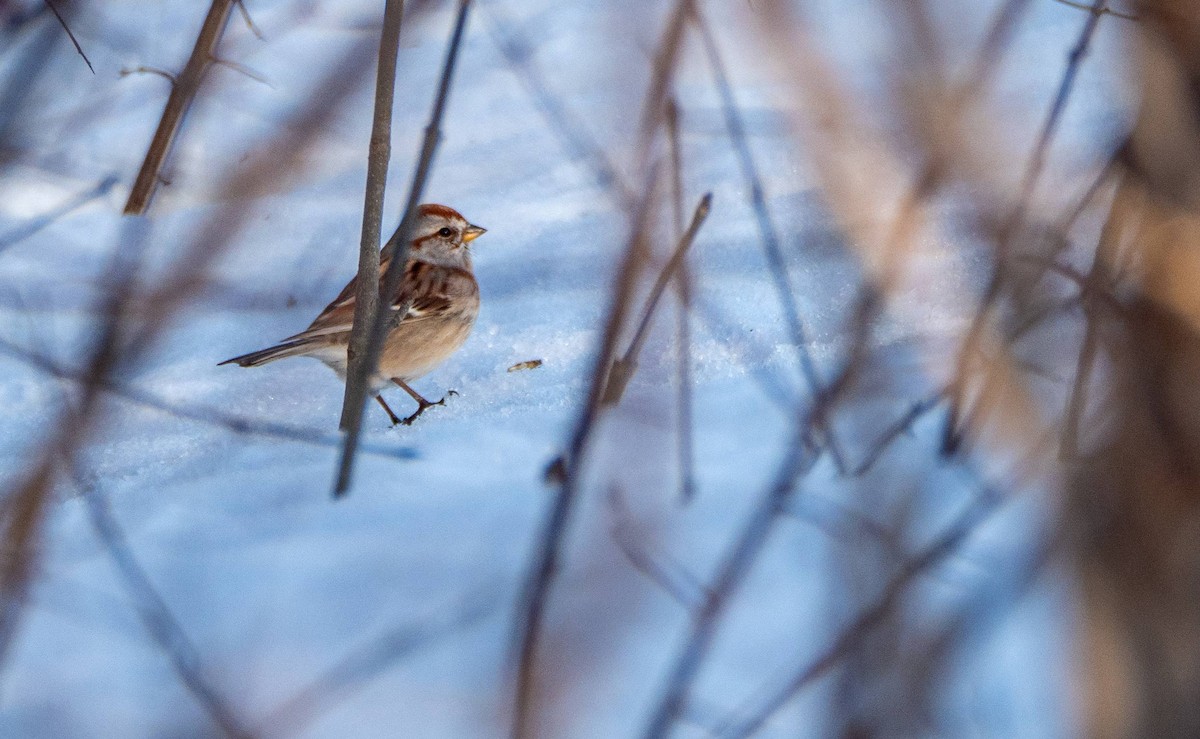 American Tree Sparrow - Matt M.