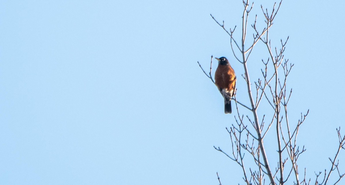 American Robin - ML547414801