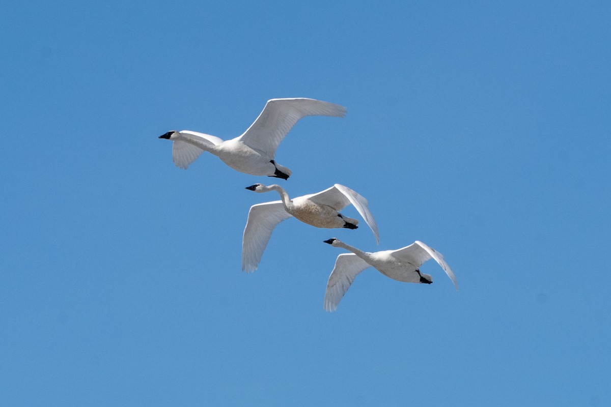 Trumpeter Swan - ML547414811