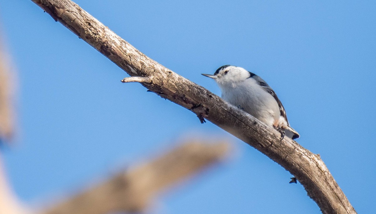 White-breasted Nuthatch - ML547414901