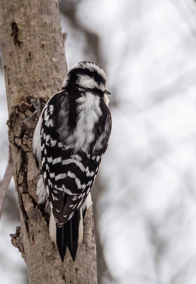 Downy Woodpecker - ML547416981