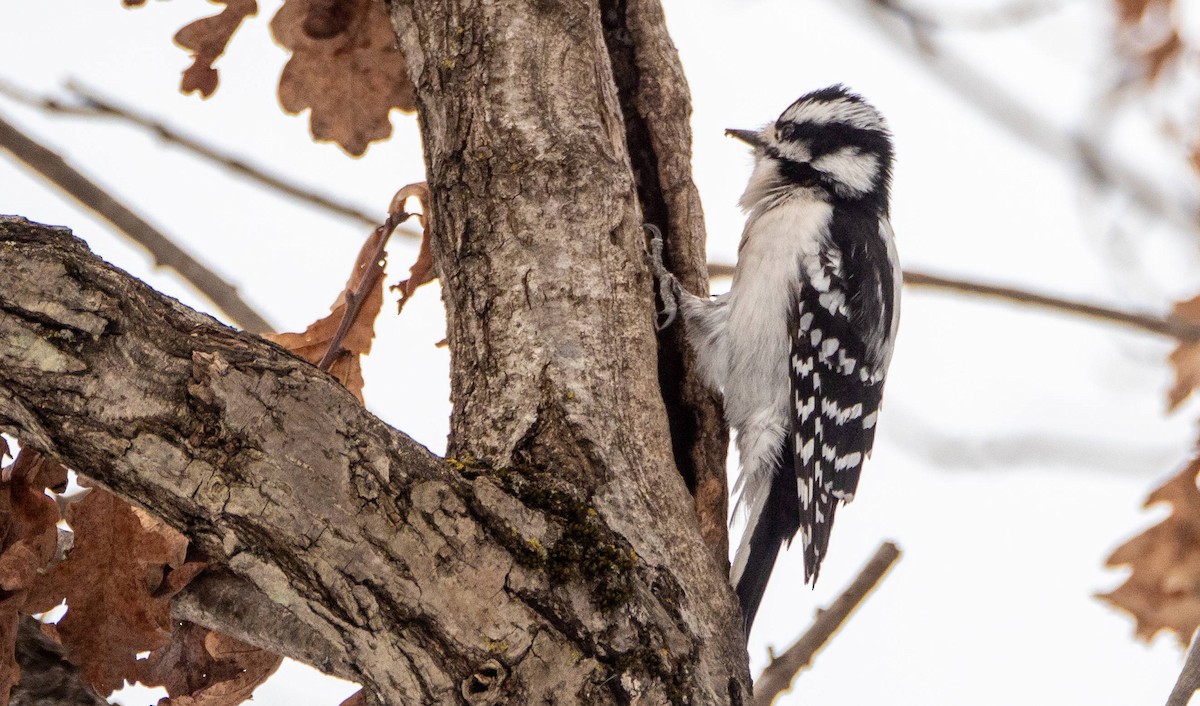 Downy Woodpecker - ML547417021